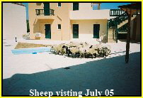 Sheep visiting the apartment